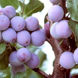 Prunus domestica Reine Claude d Althan
